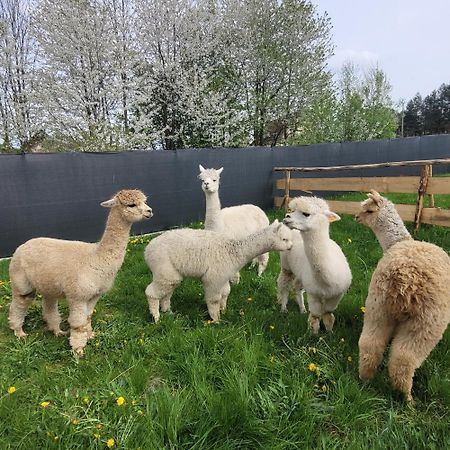 Domki Pod Lasem Rokiciny Podhalanskie Exterior foto